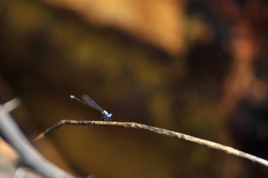 Renkli dinlenen bir yusufçuğun güzel bir resmi.
