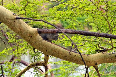 Yaprakların arasında küçük bir maymun resmi