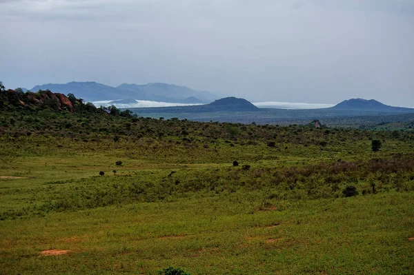 Afrika 'nın vahşi doğasının güzel bir resmi.