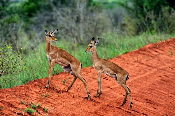 Das Bild Einer Gazelle Der Savanne — Stockfoto