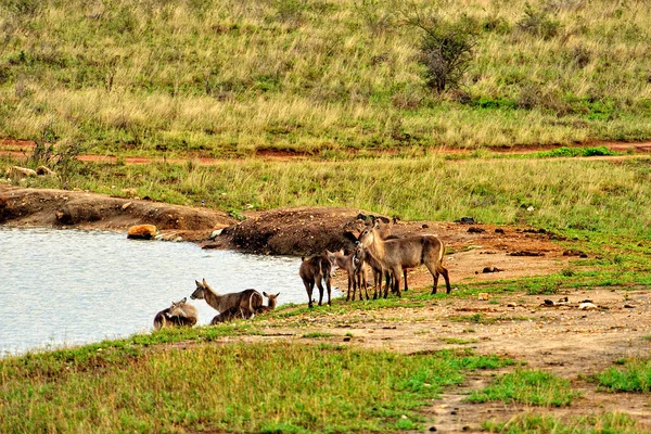 Savanadaki bir ceylanın resmi.