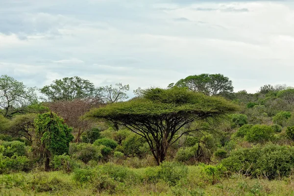 Μια Όμορφη Εικόνα Ενός Αφρικανικού Άγριου Τοπίου — Φωτογραφία Αρχείου