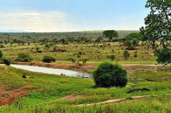 一幅美丽的非洲野景画 — 图库照片