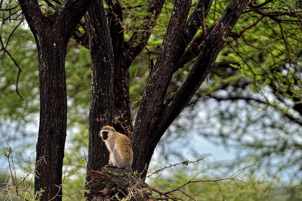 Uma Imagem Pequeno Macaco Nas Folhas — Fotografia de Stock