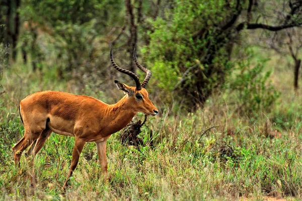 Une Photo Une Gazelle Dans Savane — Photo