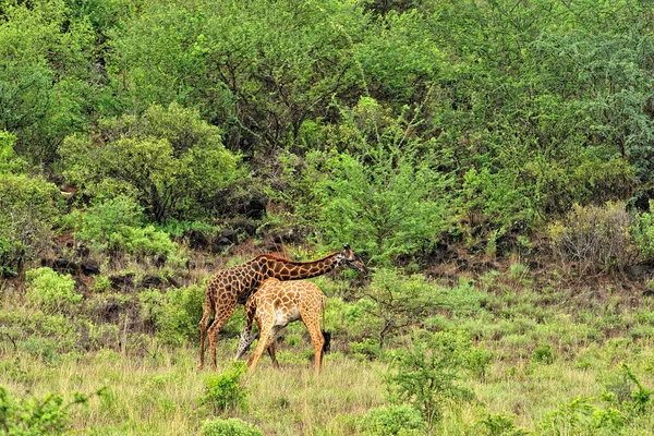 Savanada Bir Zürafa Resmi — Stok fotoğraf