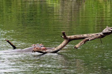 Savanadaki büyük bir su aygırının resmi.