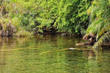 Suda bir timsah resmi.