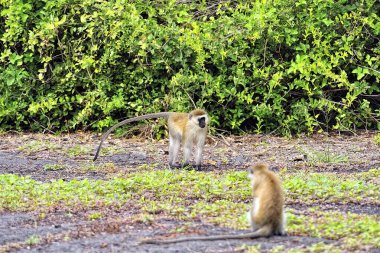 Yaprakların arasında küçük bir maymun resmi