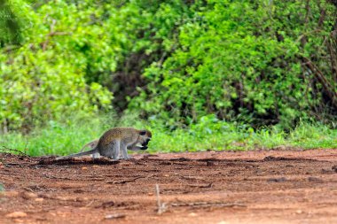 Yaprakların arasında küçük bir maymun resmi