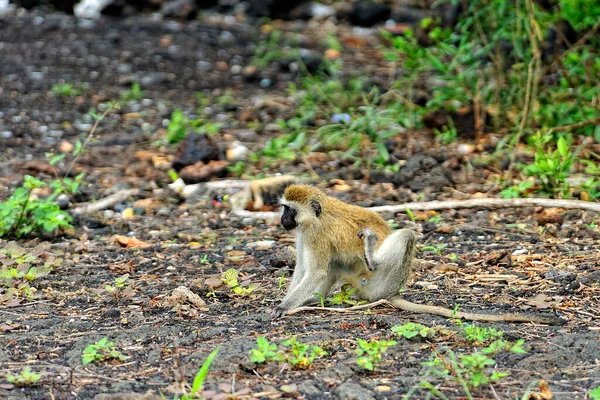 Μια Φωτογραφία Μιας Μαϊμούς Στα Φύλλα — Φωτογραφία Αρχείου