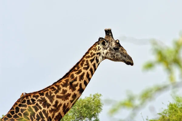 Uma Imagem Uma Girafa Savana — Fotografia de Stock