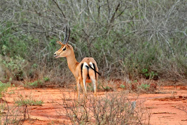 Uma Foto Uma Gazela Savana — Fotografia de Stock