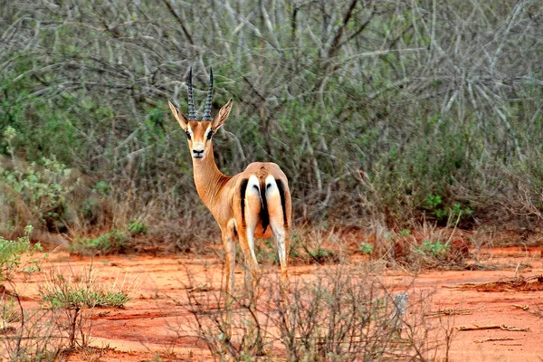 Uma Foto Uma Gazela Savana — Fotografia de Stock