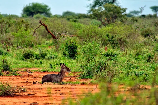 Een Schilderstuk Van Een Gnu Savanne — Stockfoto