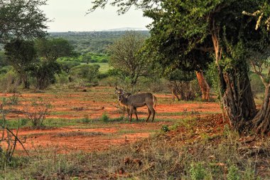 Savanadaki bir Gnu resmi.