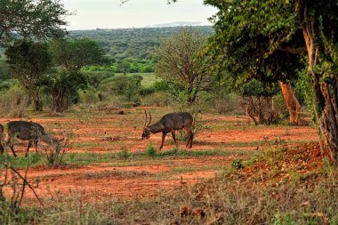 Savanadaki bir Gnu resmi.