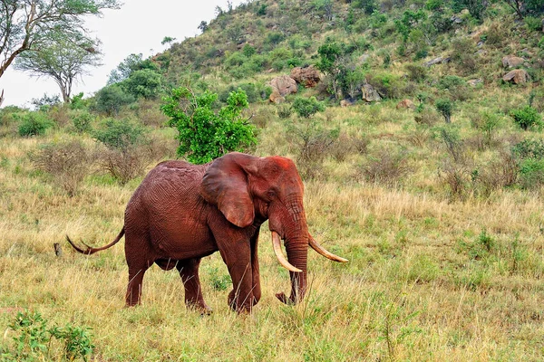 Une Photo Quelques Éléphants Dans Savane — Photo