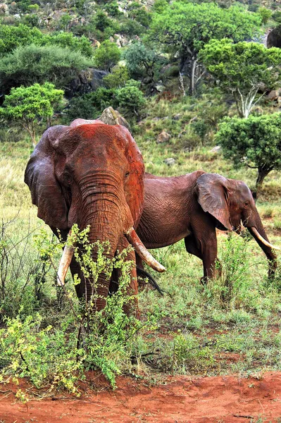 Una Foto Unos Elefantes Sabana — Foto de Stock