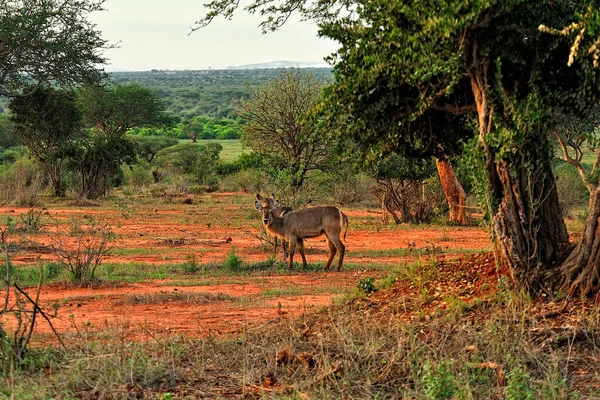 Savanadaki bir Gnu resmi.