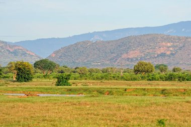 Savanadaki bir ceylanın resmi.