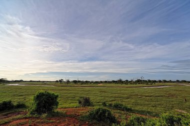 Afrika 'nın vahşi doğasının güzel bir resmi.