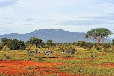 Bazı zebraların siyah ve beyaz çizgilerini çizen bir resmi.
