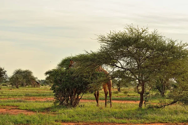 Una Foto Una Giraffa Nella Savana — Foto Stock