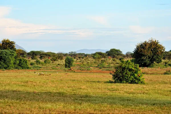 Una Hermosa Imagen Paisaje Salvaje Africano — Foto de Stock