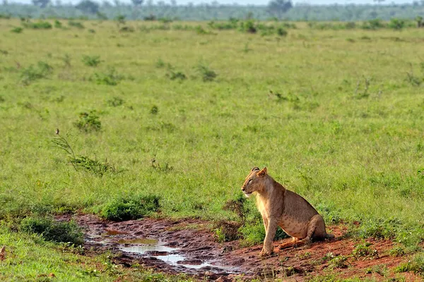 Una Foto Alcuni Leoni Una Strada Nella Savana — Foto Stock