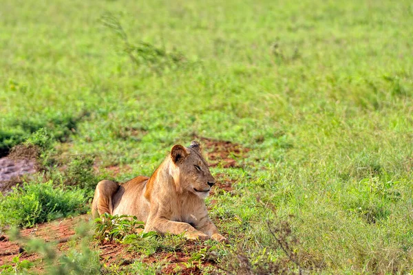 Picture Some Lions Road Savanna — Stock Photo, Image