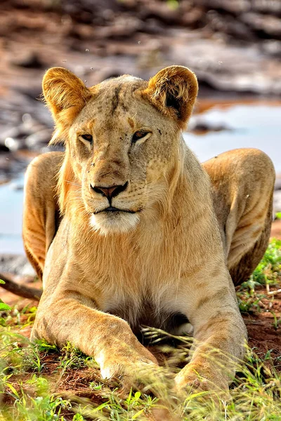Une Photo Lions Sur Une Route Dans Savane — Photo