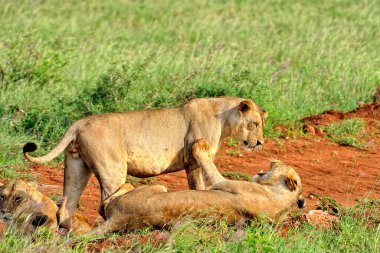 Savanadaki bir yolda aslanların resmi.