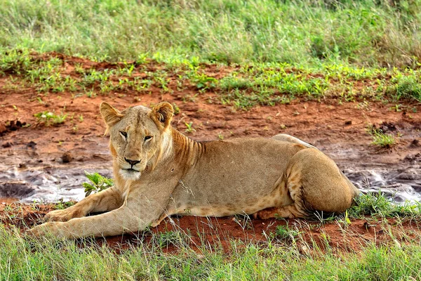 Una Foto Unos Leones Camino Sabana —  Fotos de Stock