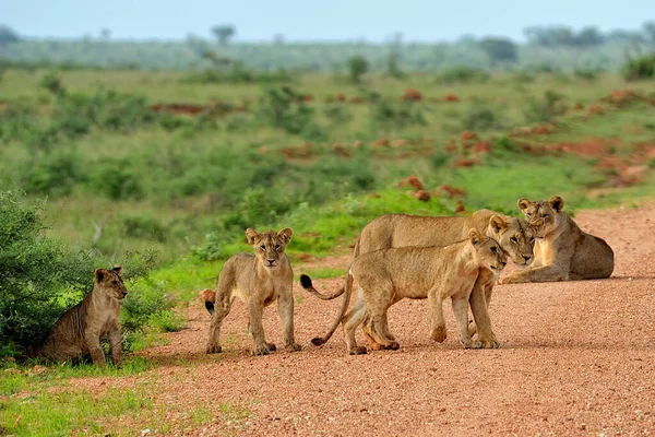 Una Foto Unos Leones Camino Sabana — Foto de Stock