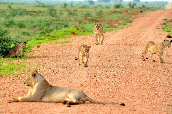 Una Foto Unos Leones Camino Sabana — Foto de Stock