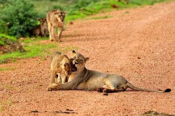 Una Foto Unos Leones Camino Sabana —  Fotos de Stock