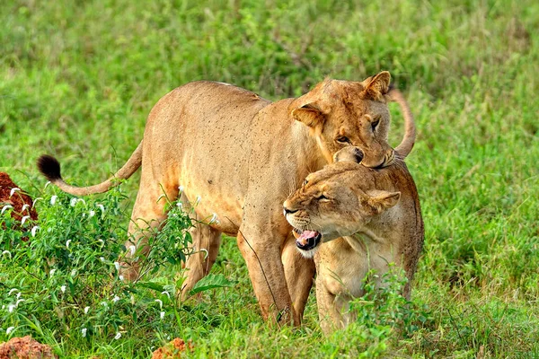 Uma Foto Alguns Leões Uma Estrada Savana — Fotografia de Stock