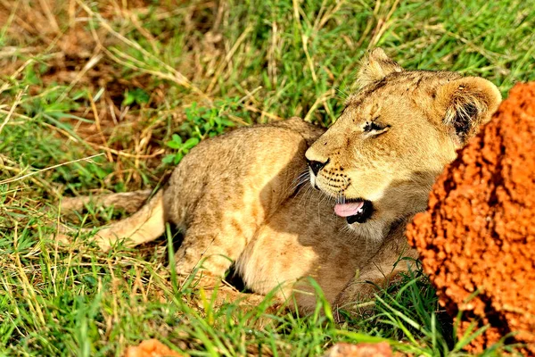 Bild Några Lejon Väg Savannen — Stockfoto