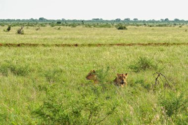 Savanadaki bir yolda aslanların resmi.