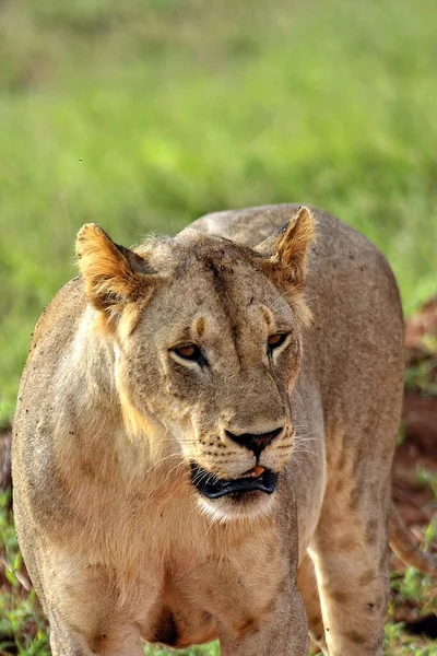 Een Schilderstuk Van Een Aantal Leeuwen Een Rijweg Savanne — Stockfoto