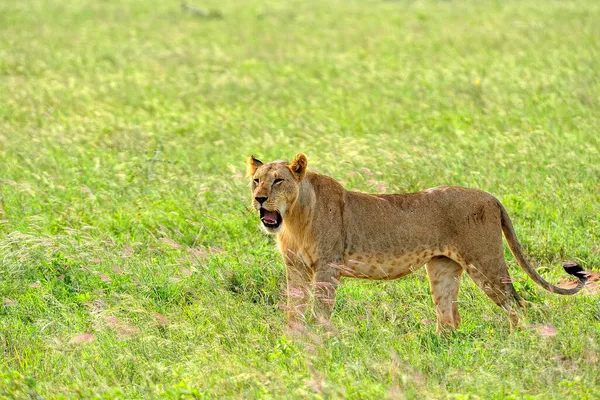 Picture Some Lions Road Savanna — Stock Photo, Image