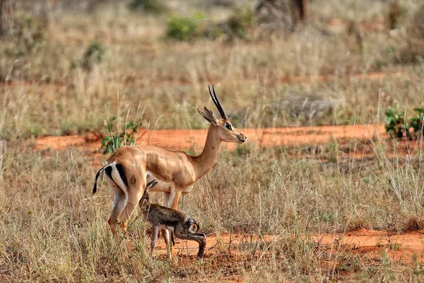 Uma Foto Uma Gazela Savana — Fotografia de Stock