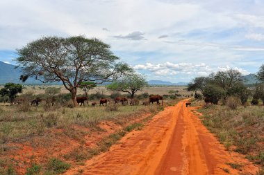 Savanadaki bazı fillerin resmi.