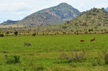 Afrika 'nın vahşi doğasının güzel bir resmi.