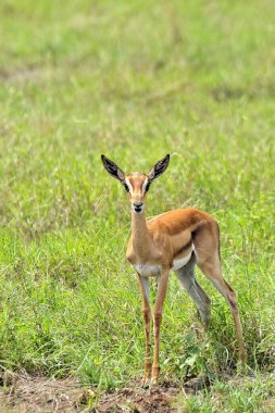 Savanadaki bir ceylanın resmi.