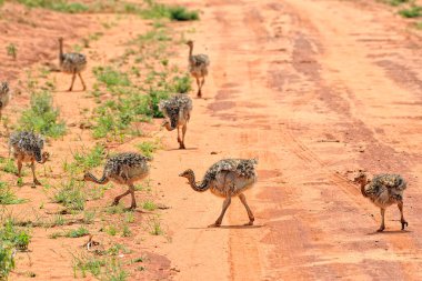 Savanada bir devekuşu resmi.