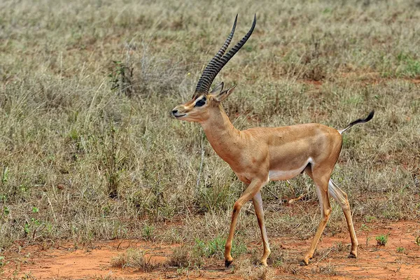 Una Foto Una Gazzella Nella Savana — Foto Stock