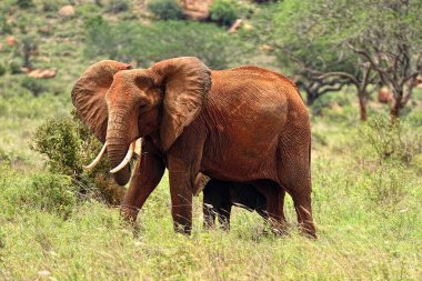 Savanadaki bazı fillerin resmi.