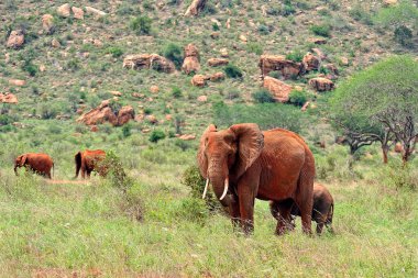 Savanadaki bazı fillerin resmi.